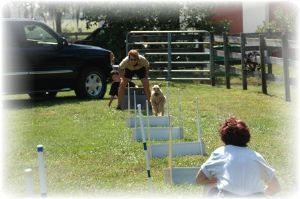 Airedale relay